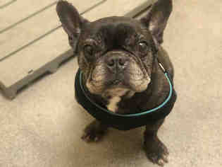 French Bulldog Dogs for adoption in Forestville, MD, USA
