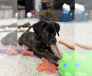 Plott Hound-Unknown Mix Dogs for adoption in Holly Springs, NC, USA