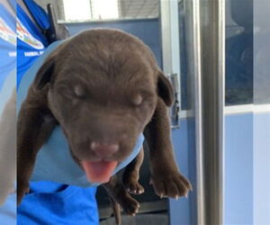 German Shepherd Dog Dogs for adoption in San Bernardino, CA, USA