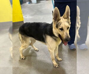 German Shepherd Dog Dogs for adoption in Forestville, MD, USA