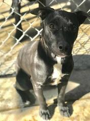 Staffordshire Bull Terrier Dogs for adoption in Freeport, FL, USA