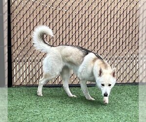 Alaskan Klee Kai-Unknown Mix Dogs for adoption in Norco, CA, USA