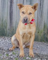 Chinese Shar-Pei-Labrador Retriever Mix Dogs for adoption in Charlotte, NC, USA
