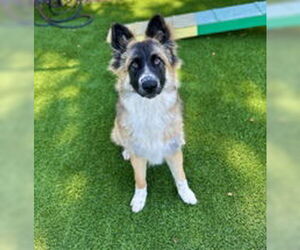 Mutt Dogs for adoption in Salinas, CA, USA