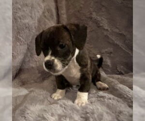 French Bull Weiner Dogs for adoption in Claremore, OK, USA