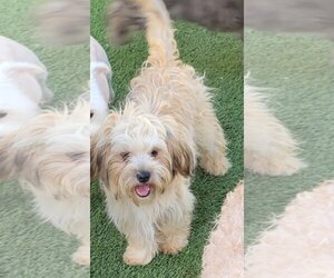 Shih Tzu Dogs for adoption in Carrollton, TX, USA