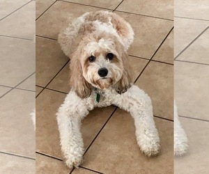 Cavapoo Dogs for adoption in Clarkston, MI, USA