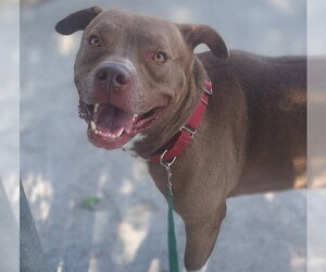 Staffordshire Bull Terrier Dogs for adoption in Ocala, FL, USA