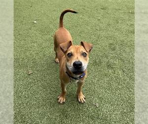 Mutt Dogs for adoption in San Martin, CA, USA