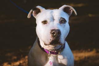 Bullypit Dogs for adoption in Junction Cityu, OR, USA