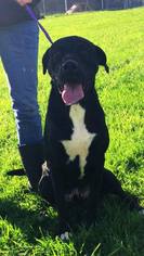 Great Dane Dogs for adoption in Lewisburg, WV, USA