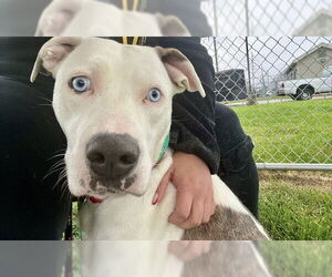 American Pit Bull Terrier Dogs for adoption in Louisville, KY, USA