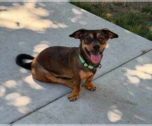 Dachshund-Unknown Mix Dogs for adoption in Sandy, UT, USA