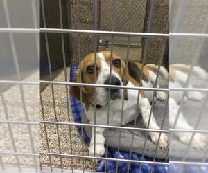 Beagle Dogs for adoption in Martinsburg, WV, USA