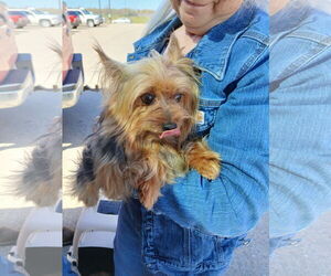 Mutt Dogs for adoption in GILBERTS, IL, USA