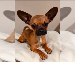Chihuahua-Unknown Mix Dogs for adoption in Cranston, RI, USA