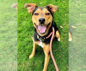 Labrador Retriever-Unknown Mix Dogs for adoption in Sacramento, CA, USA