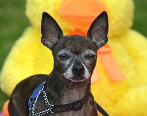 Chihuahua Dogs for adoption in Marina Del Rey, CA, USA