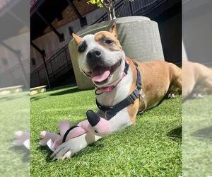 American Pit Bull Terrier Dogs for adoption in San Francisco, CA, USA