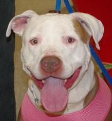 American Pit Bull Terrier Dogs for adoption in Longview, WA, USA
