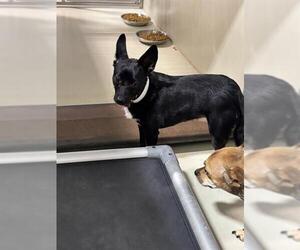 Chihuahua Dogs for adoption in Bakersfield, CA, USA