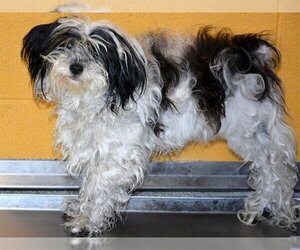Jatzu Dogs for adoption in West Valley, UT, USA