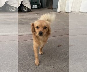 Chiranian Dogs for adoption in Tustin, CA, USA