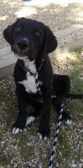 Borador Dogs for adoption in Lorena, TX, USA