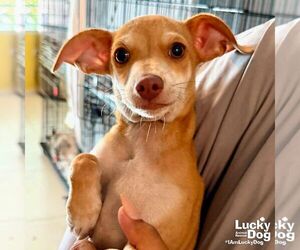 Chihuahua-Unknown Mix Dogs for adoption in Washington, DC, USA