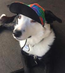 Border Collie Dogs for adoption in Bradenton, FL, USA