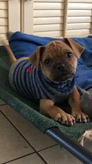 Medium Photo #1 American Pit Bull Terrier Puppy For Sale in New Port Richey, FL, USA