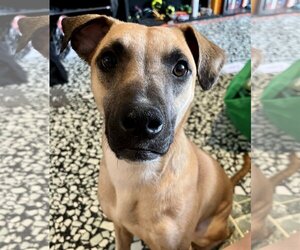 Black Mouth Cur Dogs for adoption in Staten Island, NY, USA