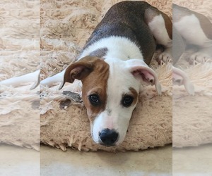 Beagle-Unknown Mix Dogs for adoption in McDonough, GA, USA