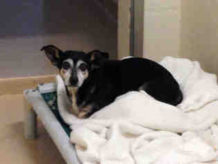 Rat Terrier Dogs for adoption in Fremont, CA, USA