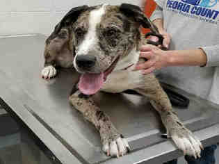 Catahoula Leopard Dog Dogs for adoption in Peoria, IL, USA