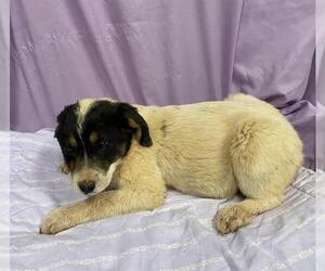 Anatolian Pyrenees Dogs for adoption in Modesto, CA, USA