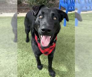 Labrador Retriever-Unknown Mix Dogs for adoption in Elk Grove, CA, USA