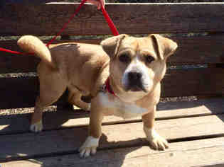 Beagi Dogs for adoption in Urbana, IL, USA