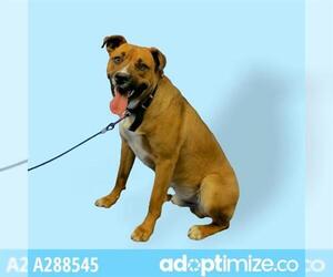 Boxer Dogs for adoption in Stockton, CA, USA