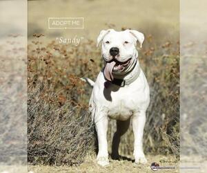 American Pit Bull Terrier Dogs for adoption in Santa Clarita, CA, USA