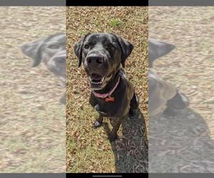 Lab-Pointer Dogs for adoption in Fort Worth, TX, USA