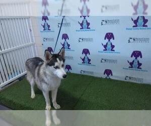 Siberian Husky Dogs for adoption in Orlando, FL, USA