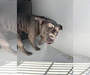 American Bulldog-Unknown Mix Dogs for adoption in Houston, TX, USA