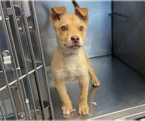 German Shepherd Dog-Unknown Mix Dogs for adoption in San Bernardino, CA, USA