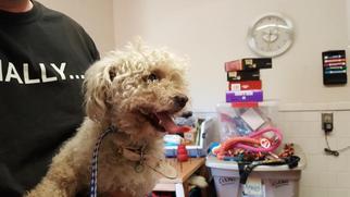 Poodle (Toy) Dogs for adoption in Camarillo, CA, USA
