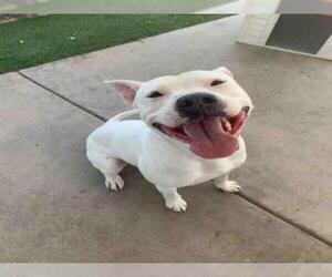 Dogo Argentino Dogs for adoption in Chula Vista, CA, USA