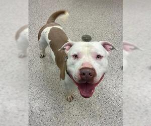 American Staffordshire Terrier Dogs for adoption in Brighton, CO, USA