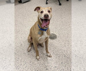 Labrador Retriever-Unknown Mix Dogs for adoption in Brighton, CO, USA
