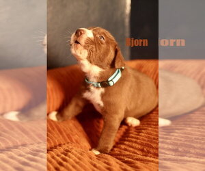 American Staffordshire Terrier-Unknown Mix Dogs for adoption in Duluth, MN, USA