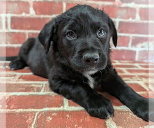 Collie-German Shepherd Dog Mix Dogs for adoption in Lakewood, CO, USA